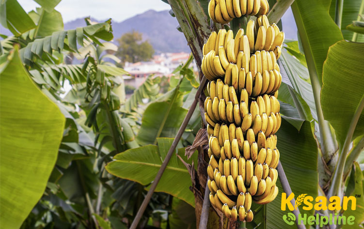 Dwarf Cavendish (ड्वार्फ कैवेंडिश)